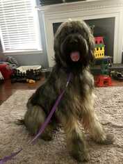 Briard Dogs for adoption in Durham, NC, USA