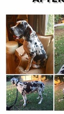 Medium Photo #1 Great Dane Puppy For Sale in Diana, TX, USA