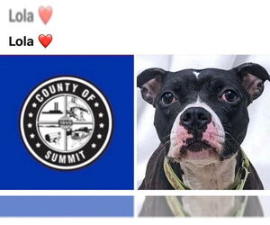 Boxer-Staffordshire Bull Terrier Mix Dogs for adoption in Akron, OH, USA