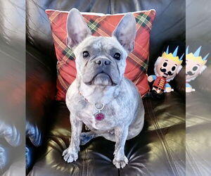 French Bulldog Dogs for adoption in St. Louis Park, MN, USA