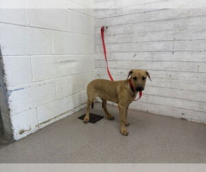 Mastiff-Unknown Mix Dogs for adoption in San Bernardino, CA, USA