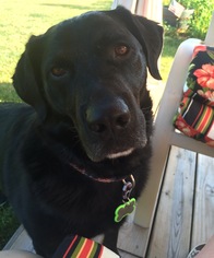 Medium Photo #1 Labrador Retriever-Unknown Mix Puppy For Sale in Machesney Park, IL, USA