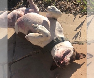 American Bulldog Dogs for adoption in Tonopah, AZ, USA