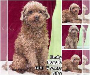 Mutt Dogs for adoption in Seattle, WA, USA