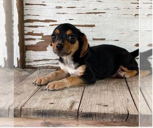 Beagle-Unknown Mix Dogs for adoption in Carrollton, TX, USA
