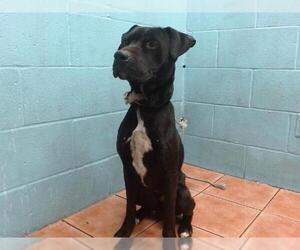 American Pit Bull Terrier Dogs for adoption in Downey, CA, USA