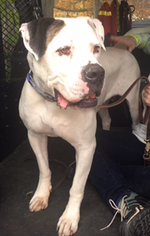 American Bulldog Dogs for adoption in NYC, NY, USA