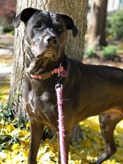  Dogs for adoption in Delaplane, VA, USA