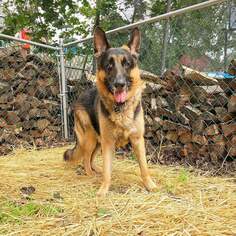 German Shepherd Dog Dogs for adoption in Hewitt, NJ, USA
