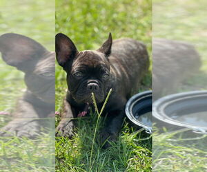 French Bulldog Dogs for adoption in New Orleans, LA, USA