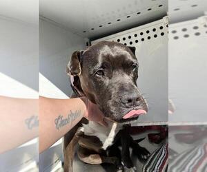 Labrador Retriever-Unknown Mix Dogs for adoption in Stockton, CA, USA