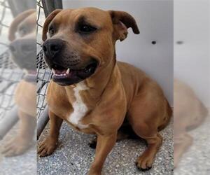 Staffordshire Bull Terrier Dogs for adoption in Lodi, CA, USA