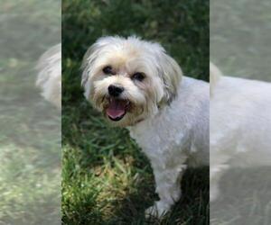 Bichon Frise Dogs for adoption in Greenville, SC, USA