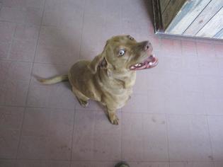 Labrador Retriever-Unknown Mix Dogs for adoption in Ozark, AL, USA