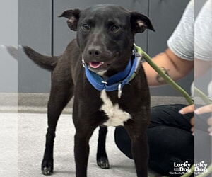 Labrador Retriever-Unknown Mix Dogs for adoption in Washington, DC, USA