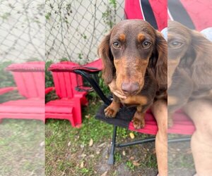 Dachshund Dogs for adoption in Valrico, FL, USA
