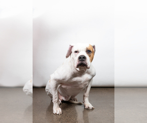 American Bulldog Dogs for adoption in St. Louis Park, MN, USA