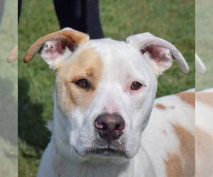 Small American Staffordshire Terrier Mix