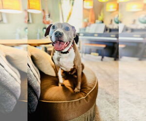 American Pit Bull Terrier-Unknown Mix Dogs for adoption in Fort Collins, CO, USA