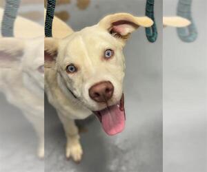 Huskies -Labrador Retriever Mix Dogs for adoption in Peoria, IL, USA