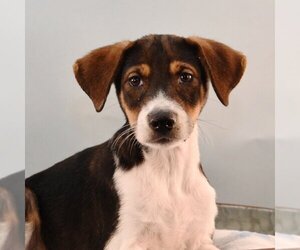 Bogle Dogs for adoption in Sheridan, CO, USA