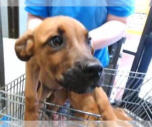 Labrador Retriever-Unknown Mix Dogs for adoption in Tulsa, OK, USA