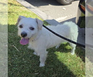 Mutt Dogs for adoption in Long Beach, CA, USA