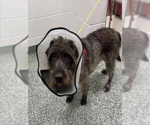 Mutt Dogs for adoption in Salisbury, NC, USA