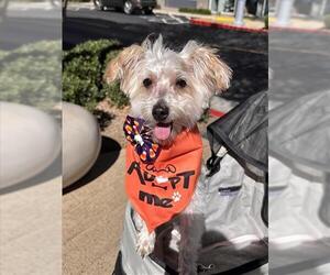 Shih-Poo Dogs for adoption in Las Vegas, NV, USA