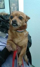 French Bullhuahua Dogs for adoption in Sonora, CA, USA