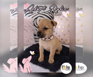 Chihuahua Dogs for adoption in Menifee, CA, USA