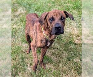 Mutt Dogs for adoption in Akron, OH, USA