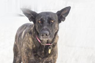 German Shepherd Dog-Unknown Mix Dogs for adoption in Mountain Home, AR, USA