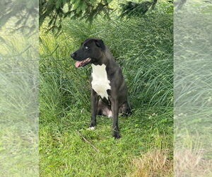 Labrador Retriever-Unknown Mix Dogs for adoption in SHERBURNE, NY, USA