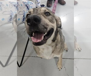 Black Mouth Cur-Unknown Mix Dogs for adoption in Temple, TX, USA