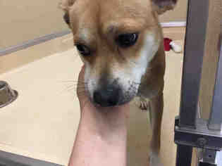 Shiba Inu Dogs for adoption in Lawrence, KS, USA