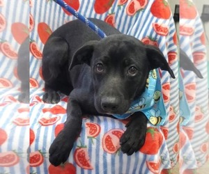 Labrador Retriever-Unknown Mix Dogs for adoption in Tampa, FL, USA