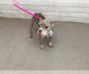 Bulldog-Unknown Mix Dogs for adoption in San Bernardino, CA, USA