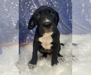 Mutt Dogs for adoption in Clarkesville, GA, USA