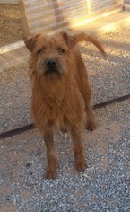 Irish Terrier Dogs for adoption in Edmond, OK, USA