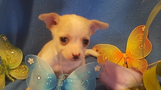 Chihuahua Dogs for adoption in Vacaville, CA, USA