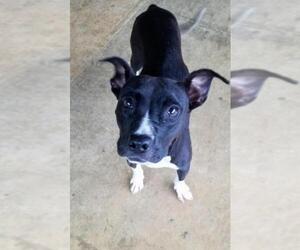 Staffordshire Bull Terrier Dogs for adoption in Nashville, GA, USA