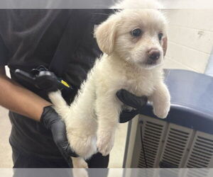 Border Collie Dogs for adoption in San Bernardino, CA, USA