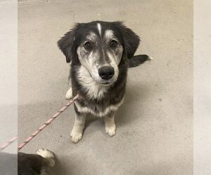 Scottish Collisky Dogs for adoption in Modesto, CA, USA