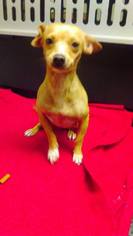 Basenji Dogs for adoption in Napa, CA, USA