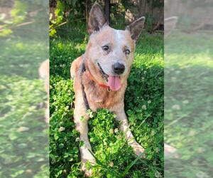 Mutt Dogs for adoption in Sacramento, CA, USA
