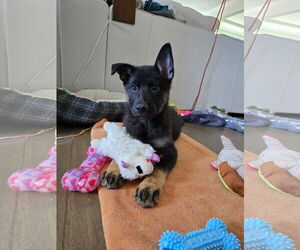German Shepherd Dog-Unknown Mix Dogs for adoption in La Grange , NC, USA