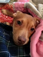 Chiweenie Dogs for adoption in Spanish Fork, UT, USA