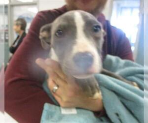 American Pit Bull Terrier-Unknown Mix Dogs for adoption in Oklahoma City, OK, USA