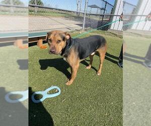 Catahoula Leopard Dog-Dutch Shepherd  Mix Dogs for adoption in Pasadena, TX, USA